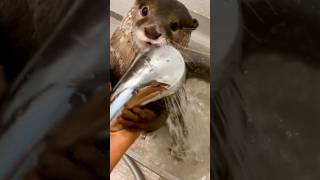 Выдра-Мазохист😳😳 #Shorts #Aty #Otter #Watersausage