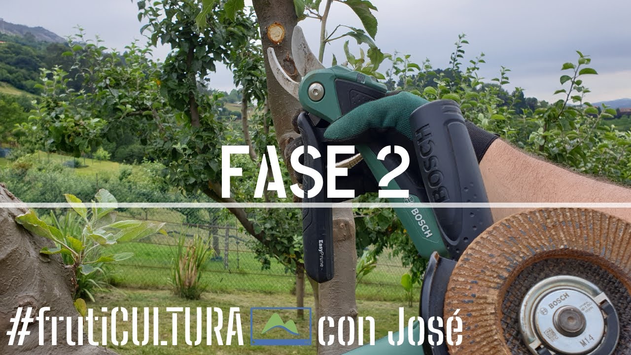 🌳 BACTERIAS en manzano 🏥 Cómo EVOLUCIONA el daño por CHANCROS en mi frutal #LdN frutiCULTURA