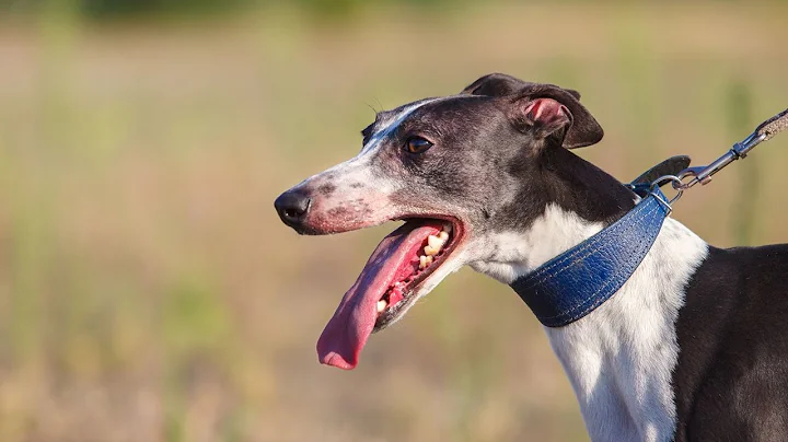 How to Train Your Whippet: 5 Impressive Tricks That Will Leave Everyone in Awe!