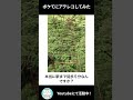 全力でボケてにアテレコしてみた結果www パート30 Shorts