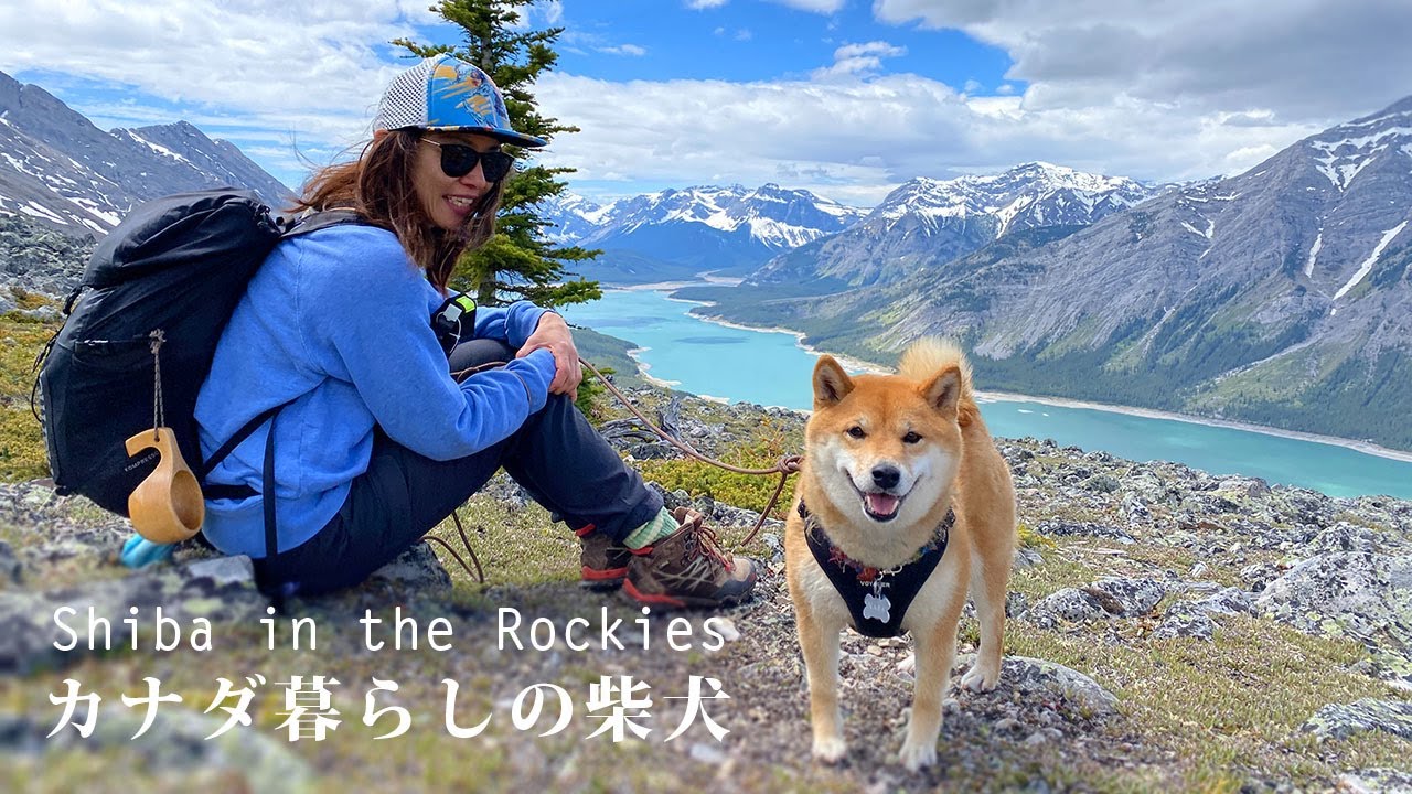 絶景の展望 雪渓ではしゃぐカナダの登山犬 柴犬ナラ 4k Shiba Inu Nara Enjoyed Off Trail Hiking In Kananaskis Country Youtube