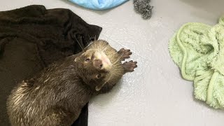 自分の毛布を洗われると絶対に怒るカワウソ