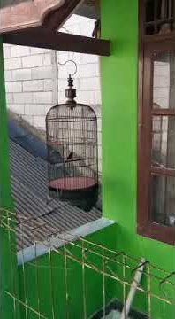 konin gacor nembak wit wit panjang,