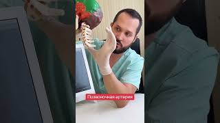 Позвоночные артерии
