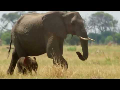 The mother elephant became extremely aggressive, in front of 5 cruel lions.