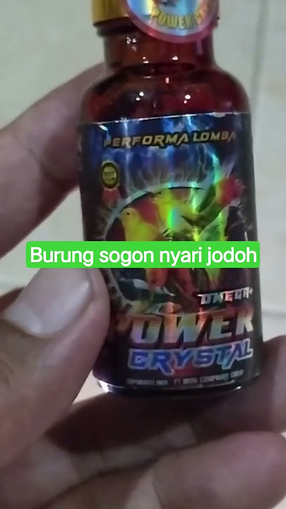 suara burung sogon saat meeayu betina #kicaumania #burung #kicaumanianusantara #sogonijoangacor
