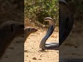 The Ultimate Survivors Mongoose And Cobra Face Off Snake Kingcobra Shorts Tiktokindia Tiktok The Ultimate Survivors Mongoose And Cobra Face Off Snake Kingcobra Shorts Tiktokindia Tiktok