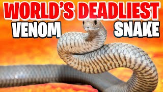Fangs of Fear: Journey into the Deadly Den of the World's Most Venomous Vipers! 🐍