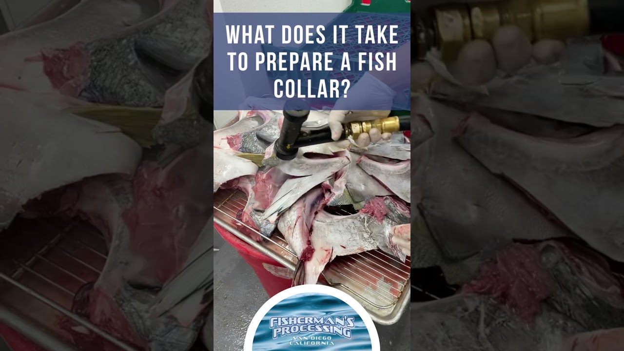 What does it take to make your fish collar table ready?  Watch to find out!