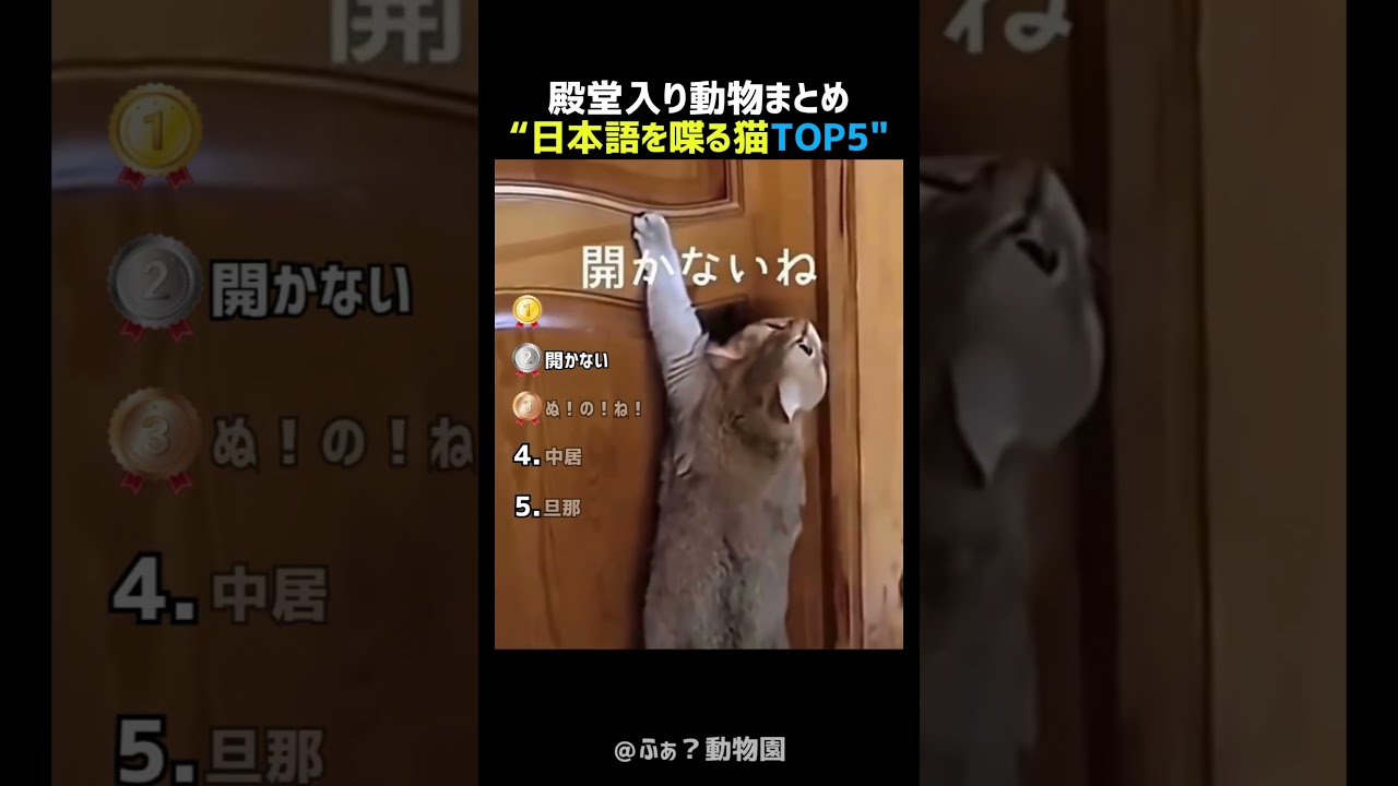 日本語を喋る猫TOP5 🐱🗣️