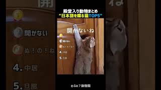 日本語を喋る猫TOP5 🐱🗣️