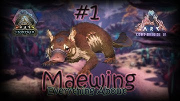 Get Ready To Tame Your Maewing! Here