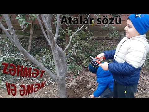 Video: Psixoloqlar Gülür. Atalar Sözləri Və Yeni Ifadələrin Yeni Oxunması