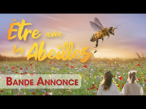 Vidéo: Combien de lettres y a-t-il dans le script du film sur les abeilles ?