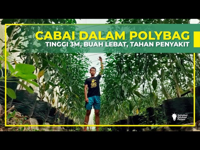 CARA MENANAM CABAI DALAM POLYBAG PALING MENGUNTUNGKAN | PERTANIAN GREEN HOUSE | PART 1 class=