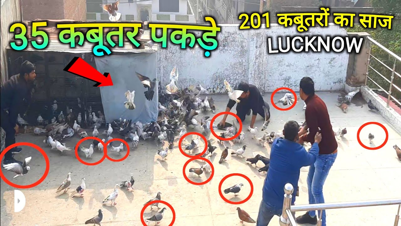 35 कबूतर पकड़े || 201 कबूतरों का साज लखनऊ के वज़ीरबाग से || Pigeons lovers || #pigeons