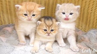 The innocent and lovely eyes of three little kittens. by Lovely Paws 1,724 views 3 weeks ago 3 minutes, 55 seconds