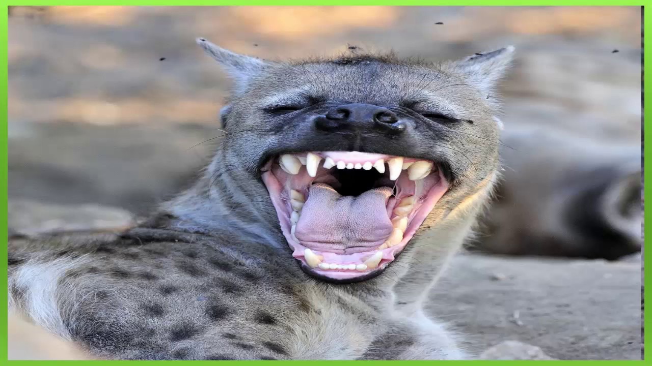 efeito sonoro de risada de hiena - sound effect hyena laugh - 効果