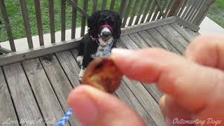 Portuguese Water Dog  -  Giving Her A Treat for Waving Bye Bye by Love Wags A Tail 116 views 9 months ago 1 minute, 35 seconds