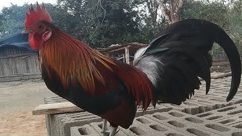 qaib txuam f3 dib tuaj zoo heev 23/02/2021(02076871099)(app.02054041868)