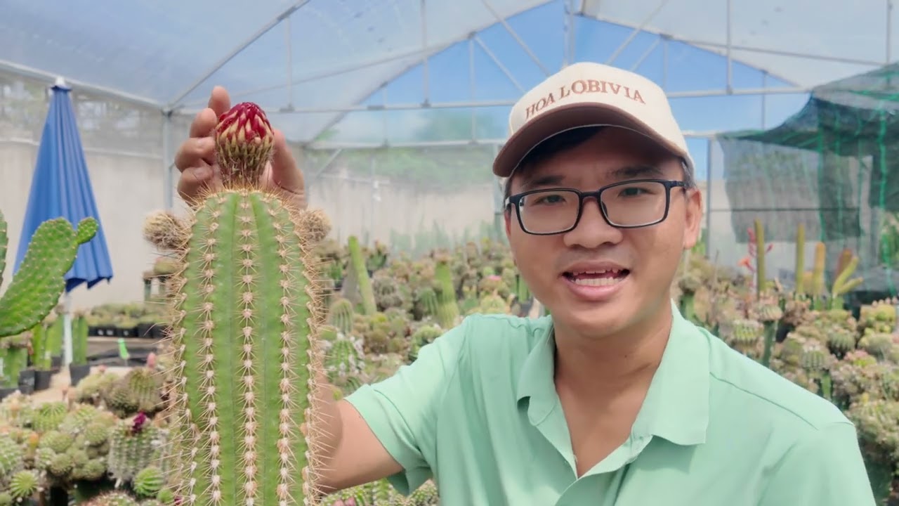 Chống rụng nụ và nở hoa hàng loạt trên xương rồng, cũng như trên cây cảnh có hoa.