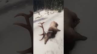 421 Gold Manitoban Elk?! My Best Yet The hunter call of the wild