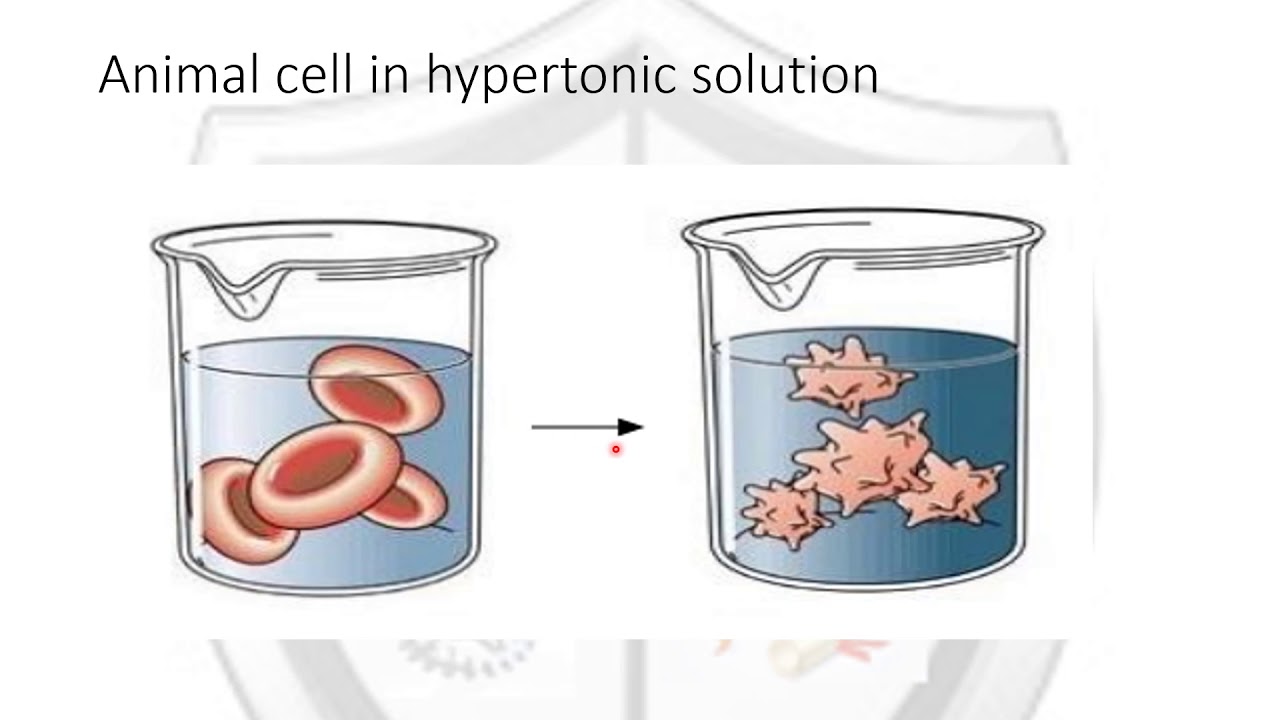 Osmosis in cells of living organisms YouTube