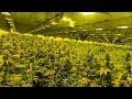 Take a tour of the largest cannabis grow facility in nj
