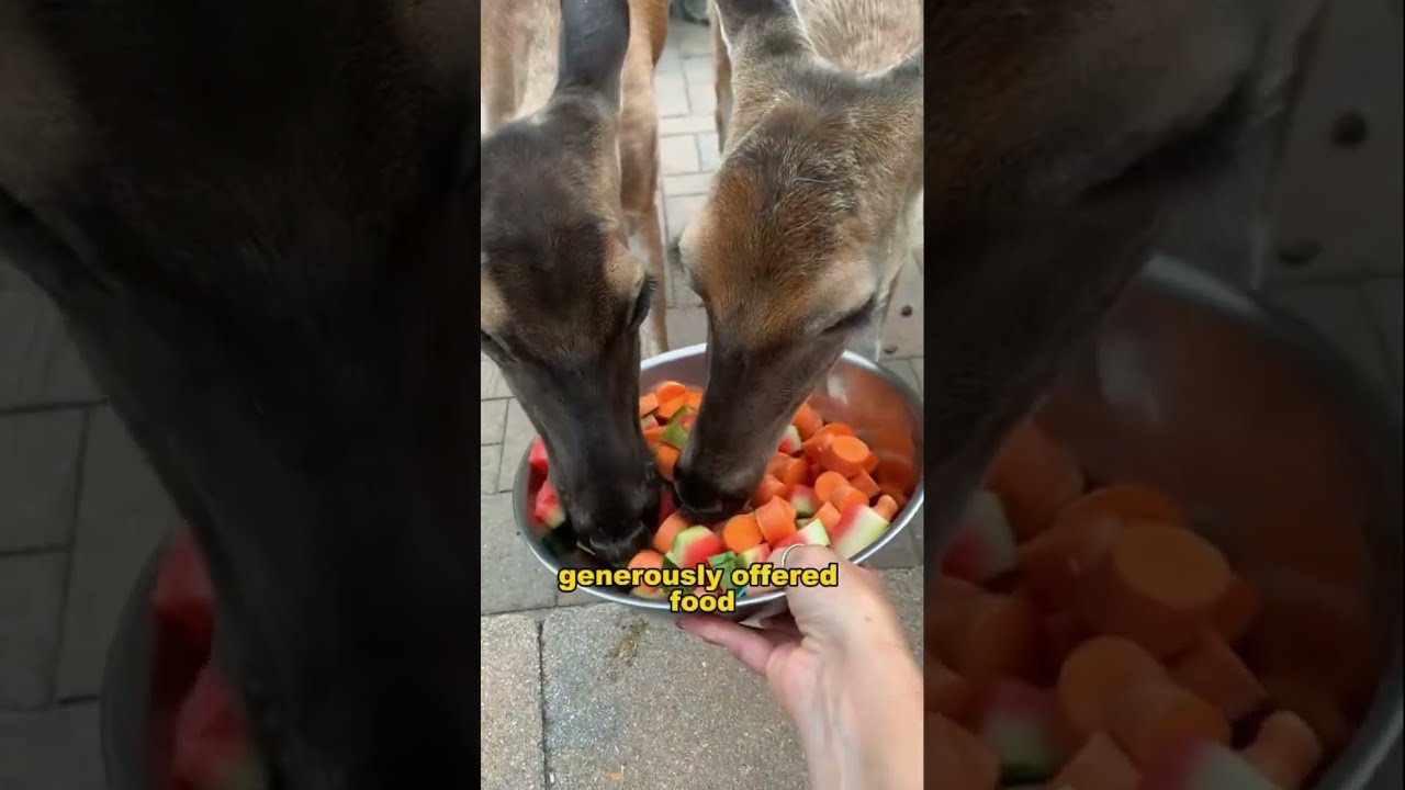 One Act Of Kindness How Saving A Deer Led To An Unforgettable Friendship Animals Us