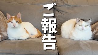 Report] We are very sorry for causing you so much worry!!! [Cat