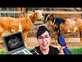 Are the SISTERS PREGNANT? 🥰 (goat ultrasound day!)