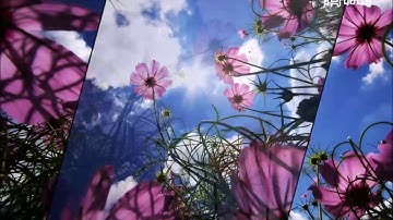 111سورة المسد بصوت القارئ سعد الغامدي