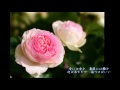 薔薇のオルゴール  前川 清  /   cover   botan