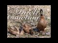 Duck Courting