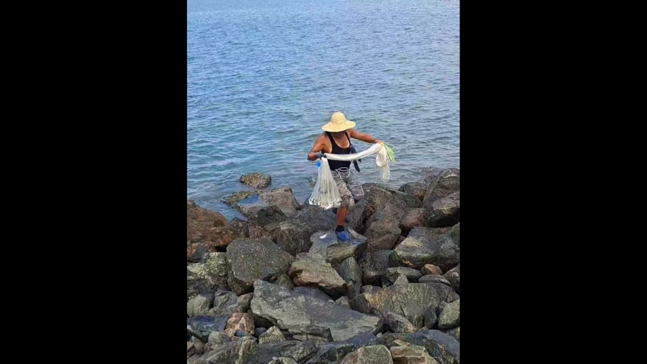 시화방조제 전어 투망! #shorts