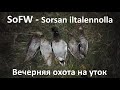 Sorsan metsästystä iltalennolla - Вечерняя охота на уток