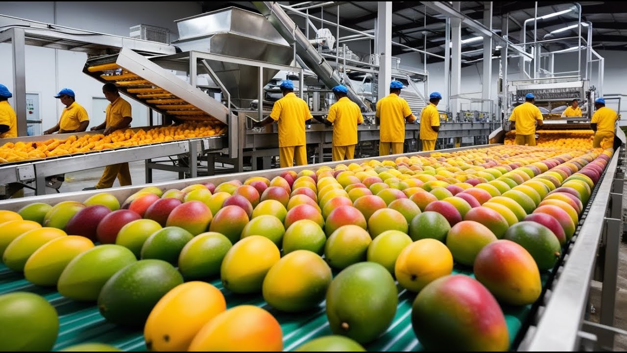 How Farmers Harvest Millions of Tons of Mangoes and Make Mango ...
