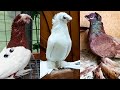 Роскошная коллекция голубей. Двухчубые голуби. Tauben. Pigeons. Palomas. Pombos. 비둘기. کبوترها.