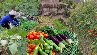 Harvesting different Vegetables in my Garden for our breakfast 'Almusal' in the Province Philippines