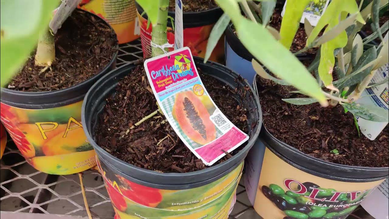 Lowe's Fruit Trees Shopping August 10, 2021 YouTube