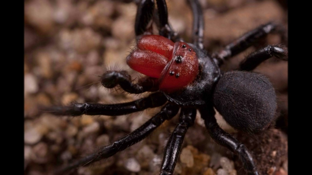 Самые самые паукообразные. Мышиный паук Missulena. Самый ядовитый паук в мире. Каракурт паук. Missulena occatoria.