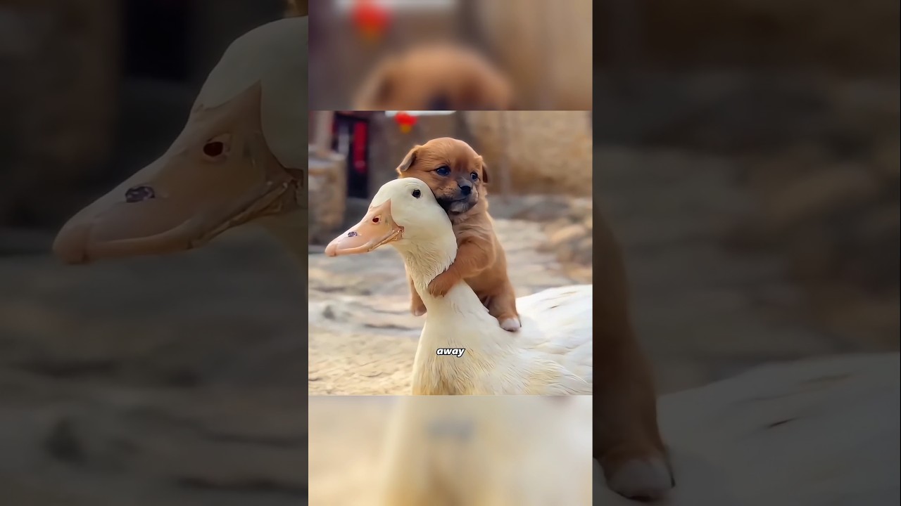 This Puppy Thought a Duck Was Its Mom… What Happened Next Is Pure Love 🥺🐶🦆 #puppylove #shorts