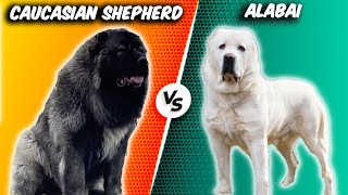 Caucasian Shepherd VS Alabai-Comparison