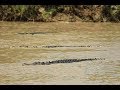 World's Deadliest Crossing! **Crocodiles everywhere**