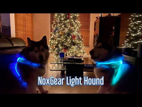 NoxGear light Hound harness | Illuminated and reflective dog harness