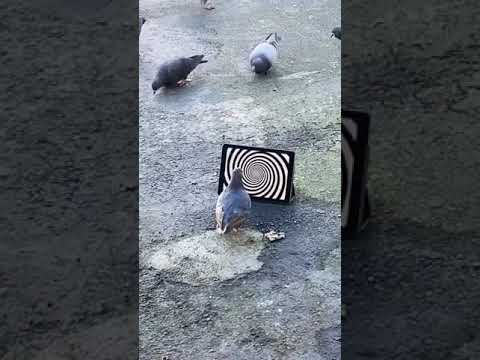 幻術 Youtube