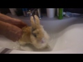 Little bunny takes a bath