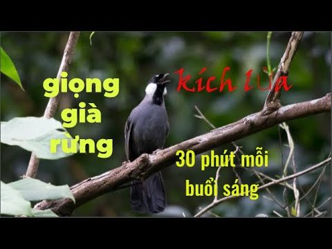 Video GIỌNG KHƯỚU già rừng , kích bổi căng lửa . - youtube