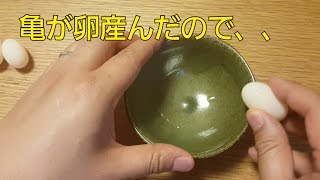 亀が卵産んだので中身を確認 Youtube