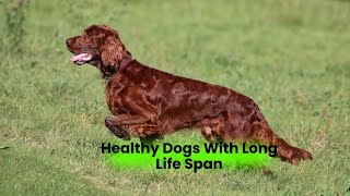 This Dogs are Healthy With a Long Lifespan